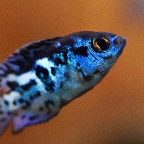 Electric Blue Jack Dempsey - Image 3