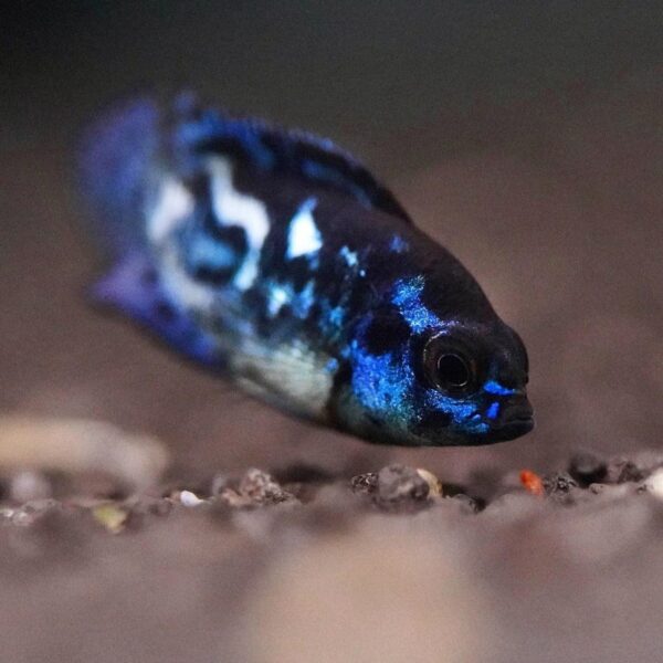 Electric Blue Jack Dempsey - Image 2