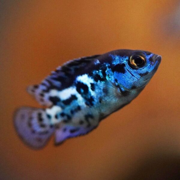 Electric Blue Jack Dempsey