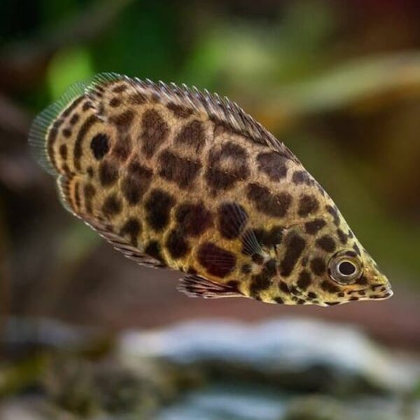 Leopard Gourami