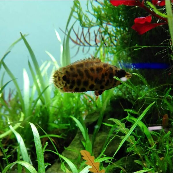 Leopard Gourami - Image 2