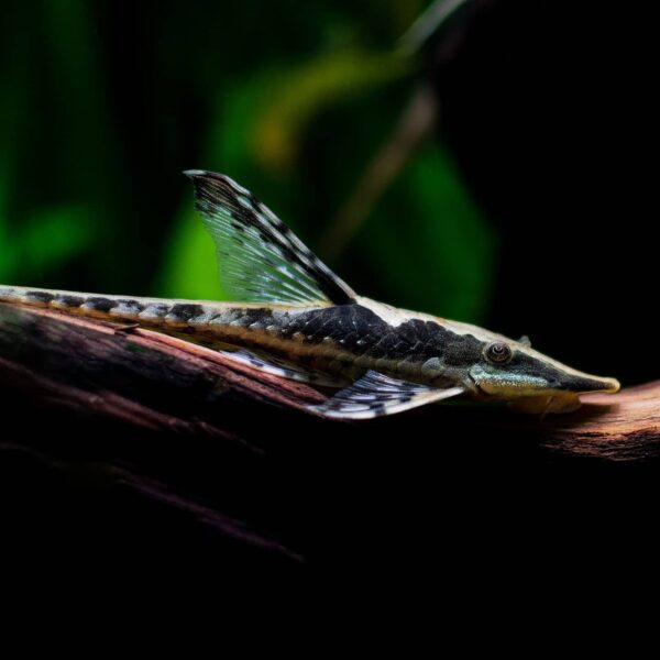 Royal Whiptail - Image 2