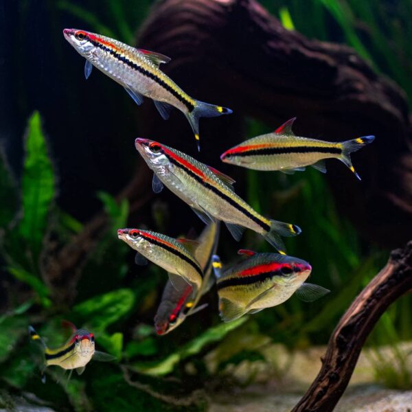 Denison Barb