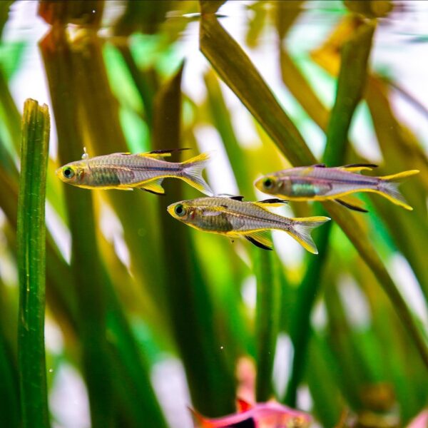 Celebes Rainbowfish - Image 2
