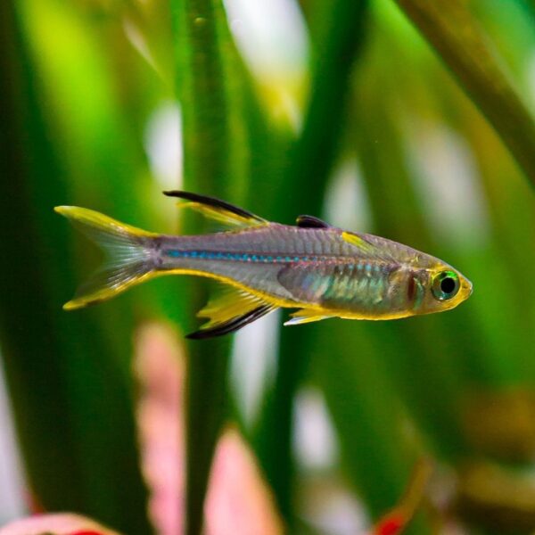 Celebes Rainbowfish
