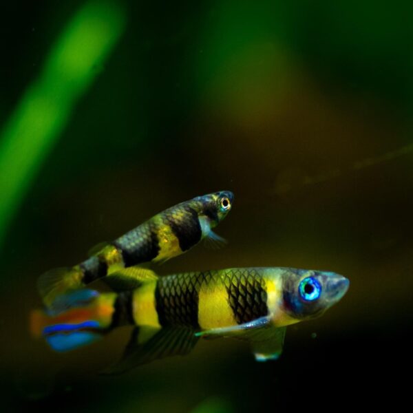 Clown Killi Fish - Image 2