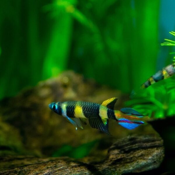 Clown Killi Fish - Image 3