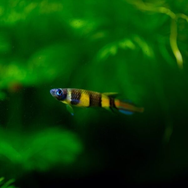 Clown Killi Fish - Image 4