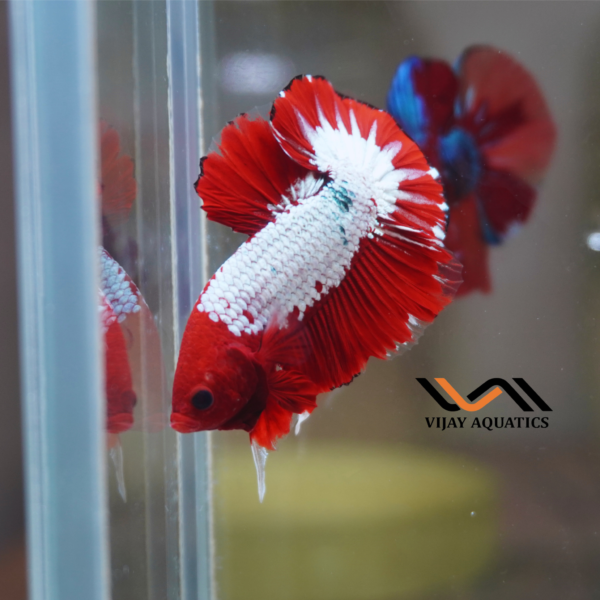 RED FCCP Betta Imported - Male