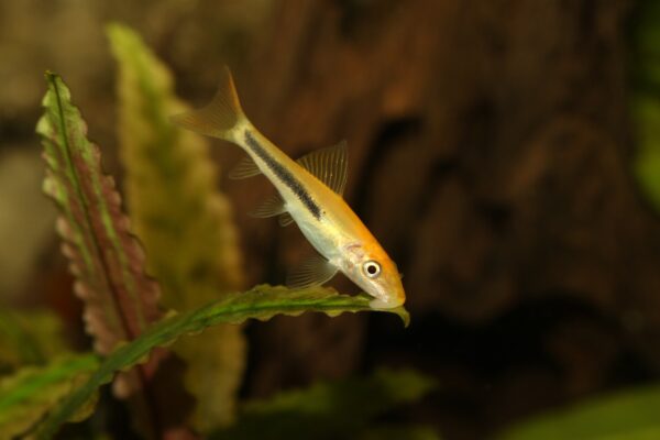 Golden Algae Eater