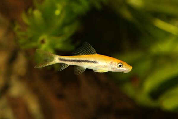 Golden Algae Eater - Image 3