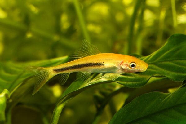 Golden Algae Eater - Image 2