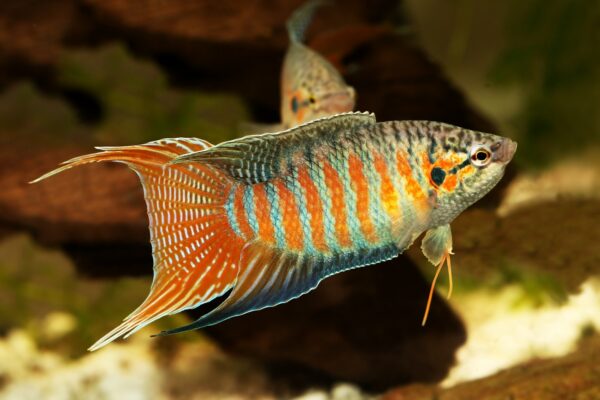 Chinese Paradise fish