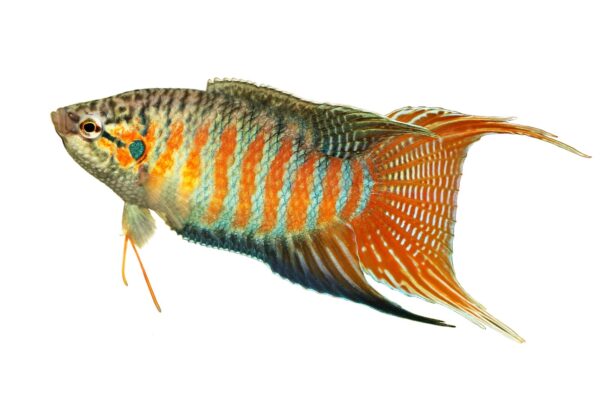 Chinese Paradise fish - Image 2