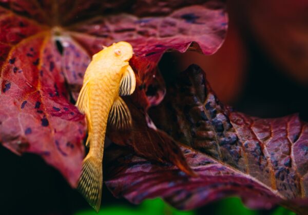 Albino Bristlenose - 2inch