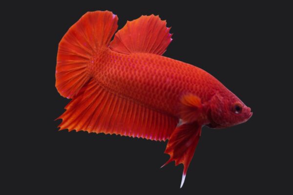 Red soild HMPK