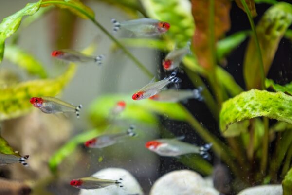 Rummy Nose Tetra