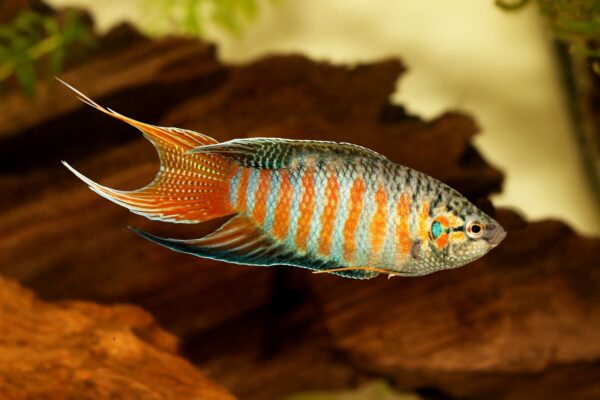 Chinese Paradise fish - Image 3