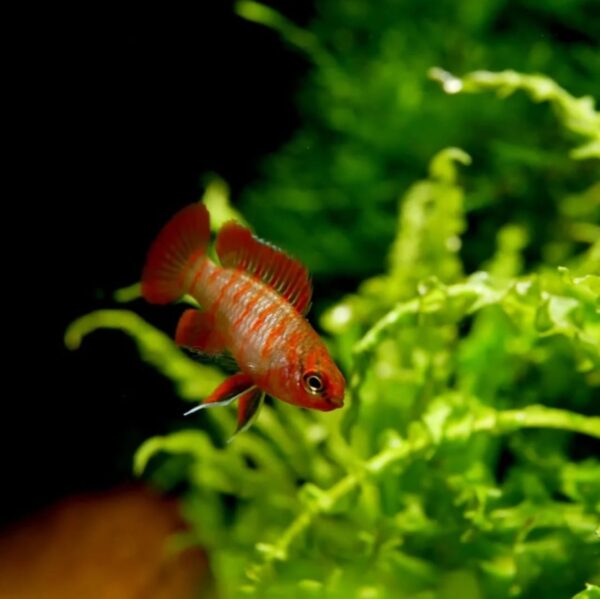 Scarlet Red Badis - Image 4