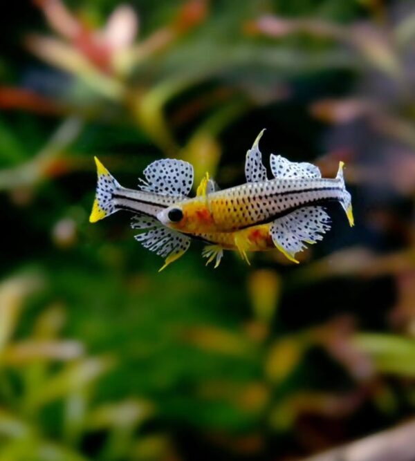 Gertrude's Rainbow fish