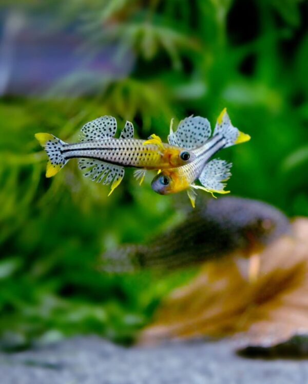 Gertrude's Rainbow fish - Image 2