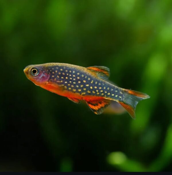 Galaxy Rasbora L - Single