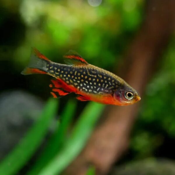 Galaxy Rasbora L - Single - Image 3
