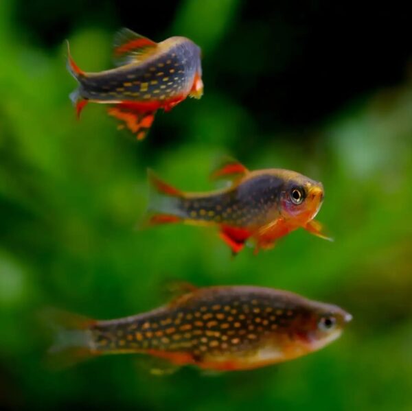 Galaxy Rasbora L - Single - Image 2