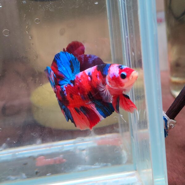 Giant - Multi Galaxy HMPK Male Imported 7cm - Image 2