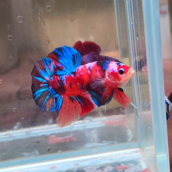 Giant - Multi Galaxy HMPK Male Imported 7cm