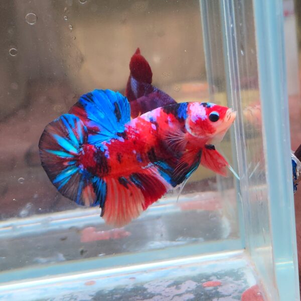 Giant - Multi Galaxy HMPK Male Imported 7cm - Image 3