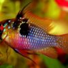 German Blue Ramirezi - Each - Image 3