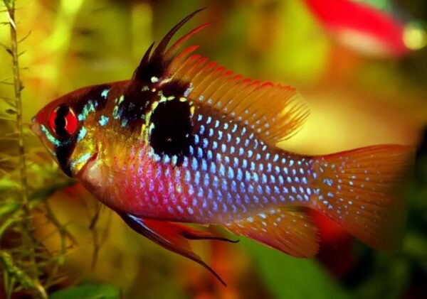 German Blue Ramirezi - Each - Image 3