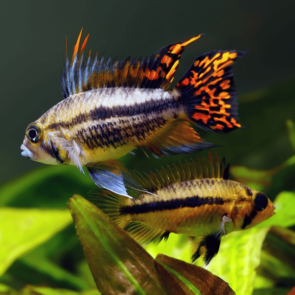 Apistogramma Cacatuoides Pair - Male&Female