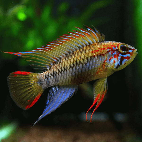 Apistogramma Viejita - 4cm