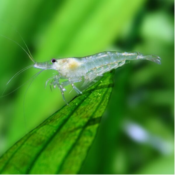 Amano shrimp