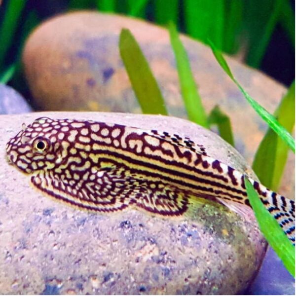 Hillstream Loach