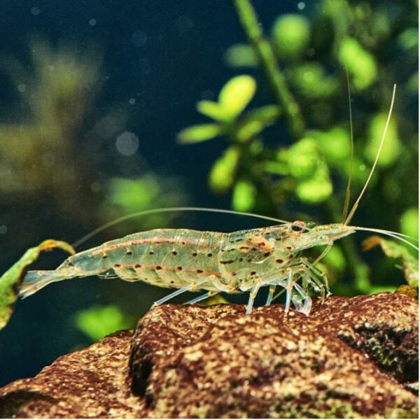 Amano shrimp - Image 2