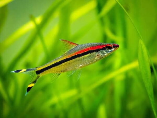 Denison Barb - Image 2