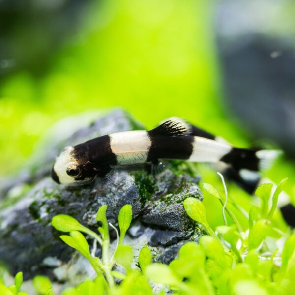 Panda loach