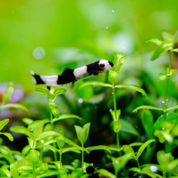 Panda Loach - Single - Image 2