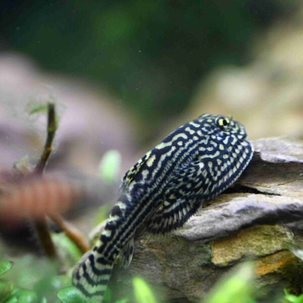 Hillstream Loach - Image 2