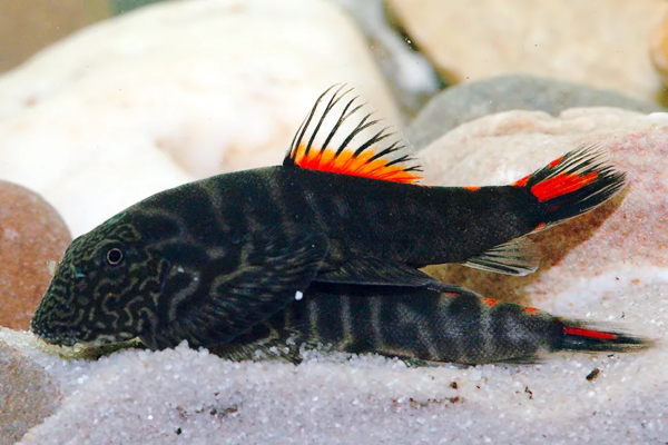 Hillstream Loach - Double Red - Image 2
