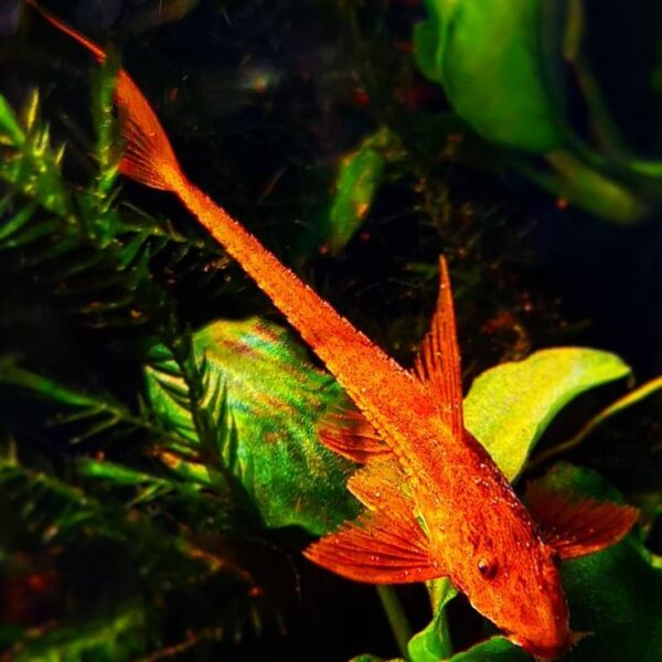 Red whip tail catfish - single