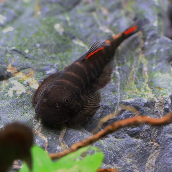 Hillstream Loach - Double Red