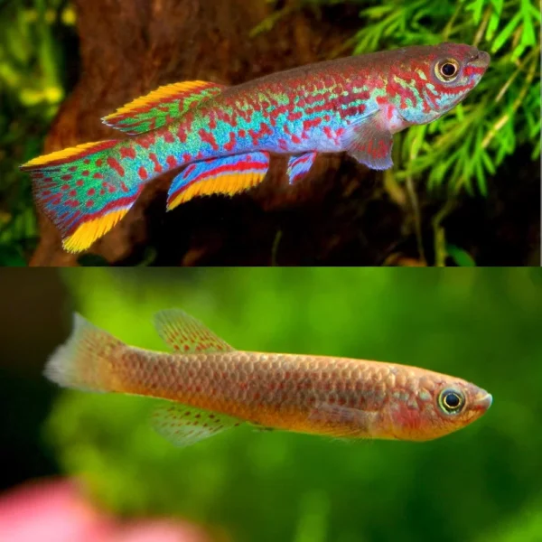 Gardneri killi fish - pair