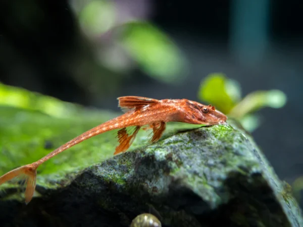 Red whip tail catfish - single - Image 2