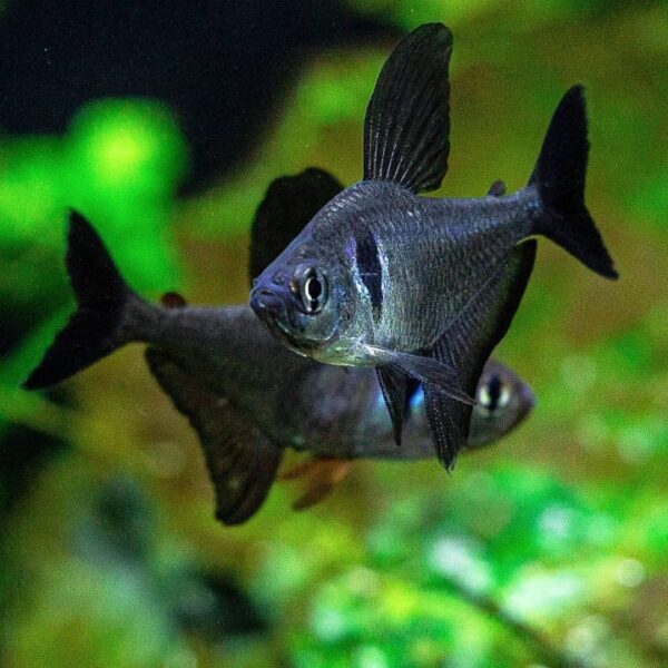 Black Phantom Tetra - Image 2