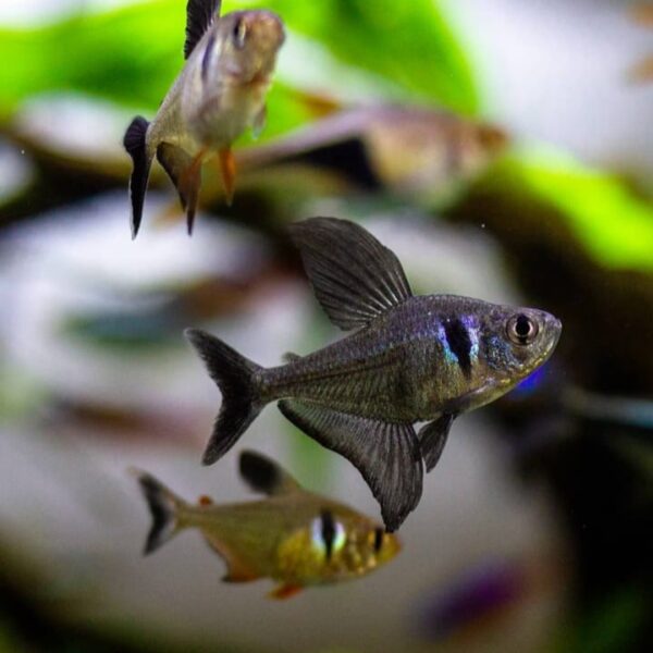 Black Phantom Tetra