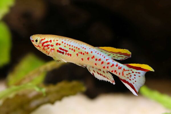 Gardneri killi fish - pair - Image 2